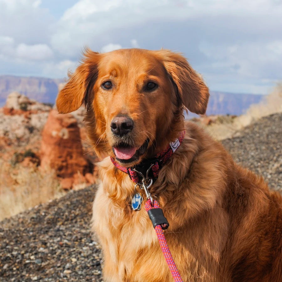 dog collar and leash